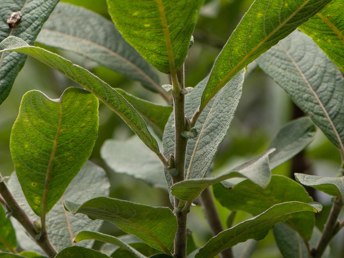 Blatt, Nebenbl&auml;tter, Knospen